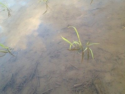 田植え延期